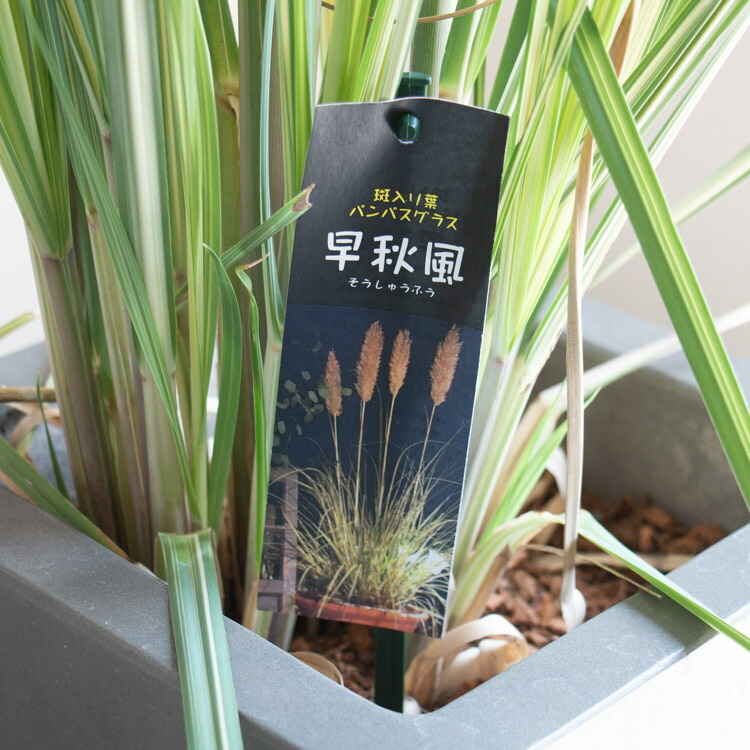 楽天市場】【数量限定】 斑入り葉 パンパスグラス「早秋風(高さ約140