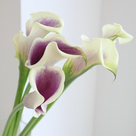 楽天市場】【生花】カラー ピカソ（紫×クリーム複色）50cm 福岡県【OT