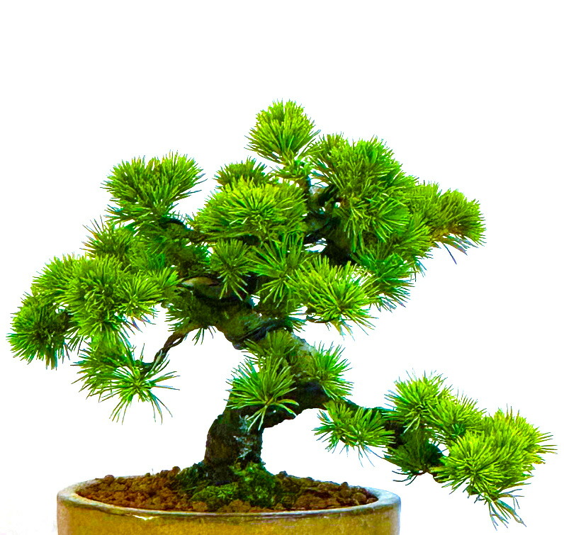 楽天市場】盆栽 松 高級 一点物 現品お届け 希少 樹齢20年 高級 吾妻