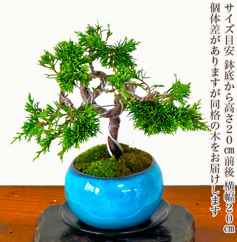 楽天市場】盆栽 真柏 糸魚川真柏 挿し木 模様木 捻転幹 選べる鉢色3,5