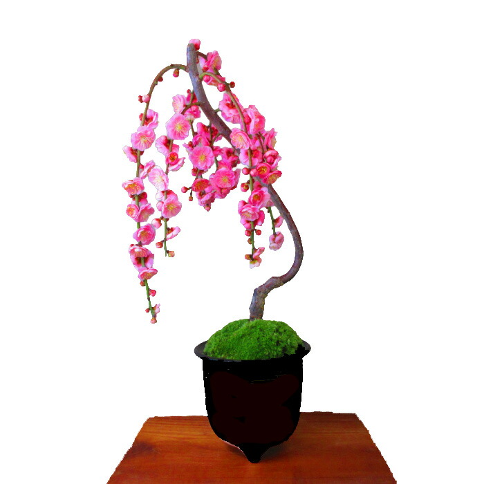 楽天市場】盆栽 楓 かえで 樹齢50年 一点もの 現品お届け 無料