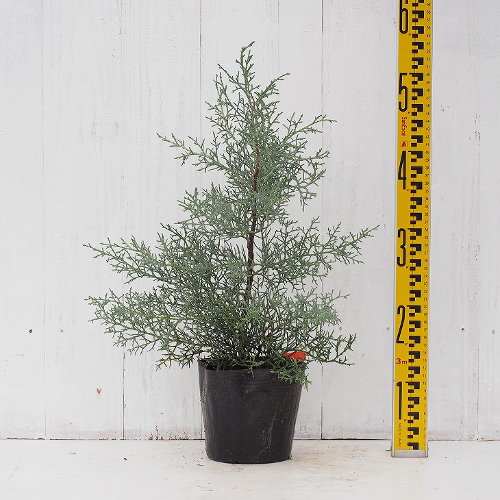 楽天市場】コニファー 苗 【ブルーアイス （直立性）】 約0.5m 5号