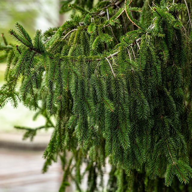 楽天市場】もみの木 苗 【ドイツトーヒー】 根巻き苗 クリスマスツリー