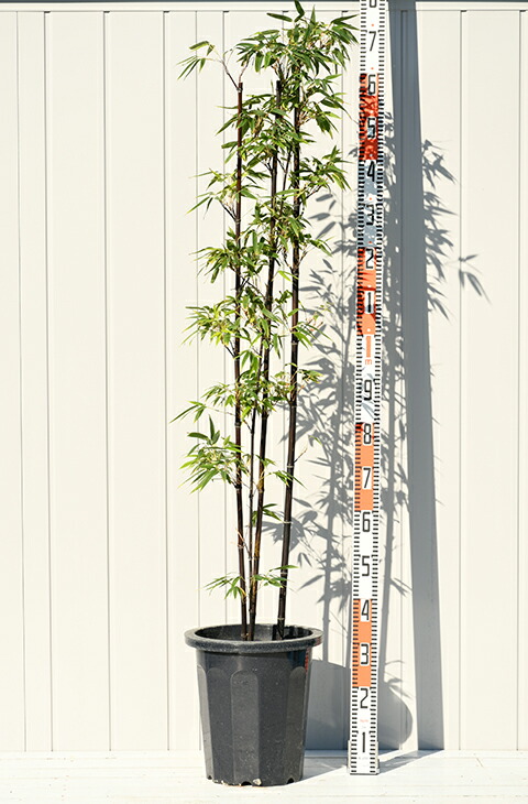 楽天市場】黒竹 苗 【黒竹 （くろちく）】 株立ち大苗 苗木 庭木