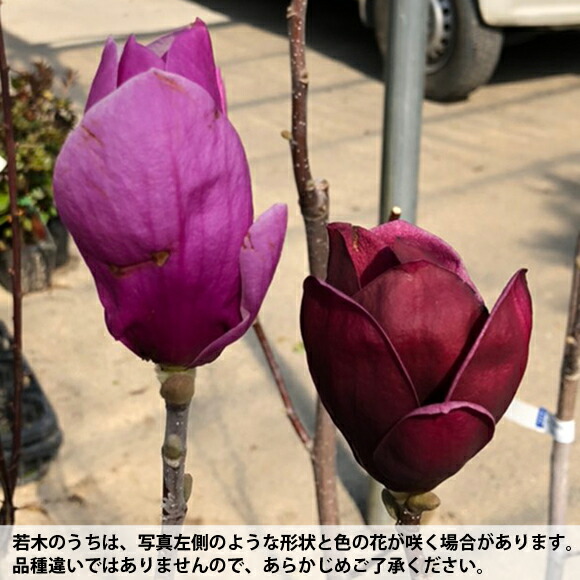 楽天市場】モクレン マグノリア 苗 【ハイブリッドモクレン ジェニー