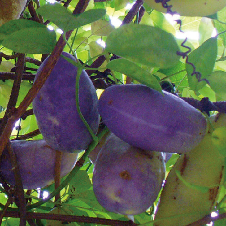 楽天市場】◇送料無料◇ アケビ 苗 【五葉アケビ】 ポット苗 （ニーム