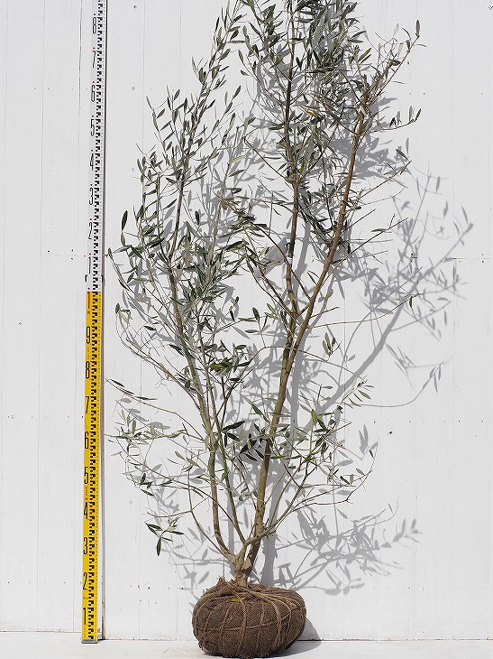 楽天市場】オリーブの木 苗木 【ミッション】 1.8m 5年生 大苗