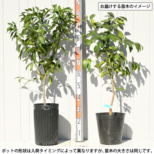 楽天市場】◇送料無料◇ ゆず 苗 【花柚子 （ハナユズ）】 3年生