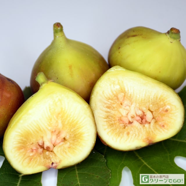 楽天市場】イチジク 苗 【リサ】 1年生 挿し木 ポット苗 無花果 苗