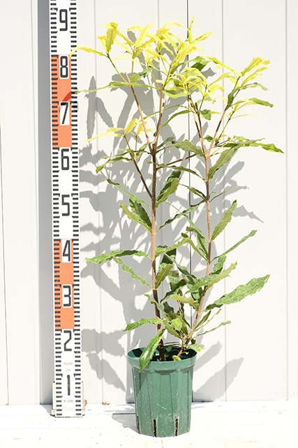 楽天市場】ナッツ 苗木 【マカダミアンナッツ クーパー】 約0.7m