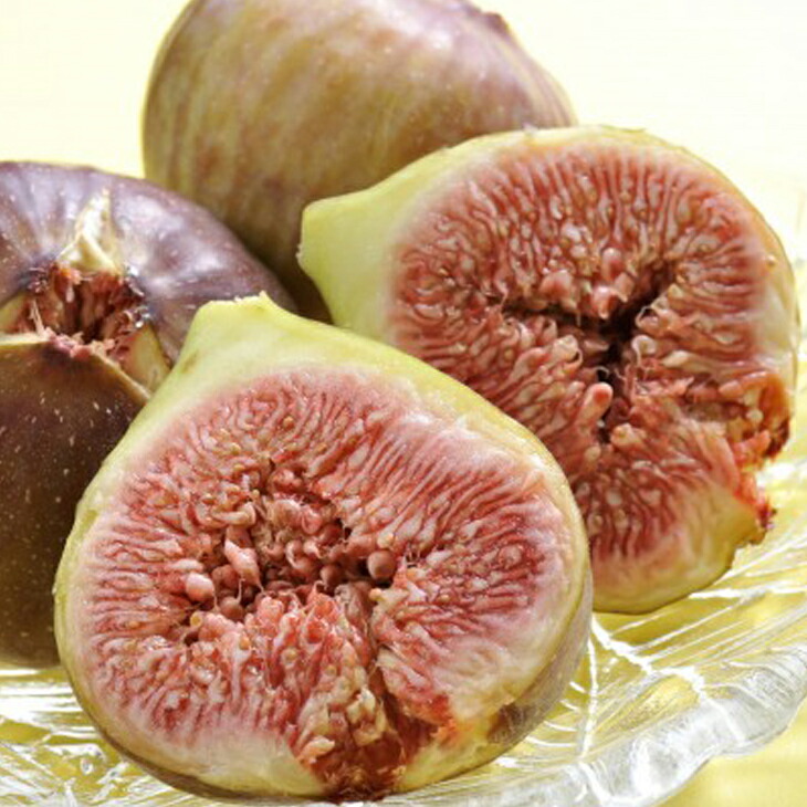 楽天市場】イチジク 苗 【早生日本種 （別名： 蓬莱柿）】 3年生