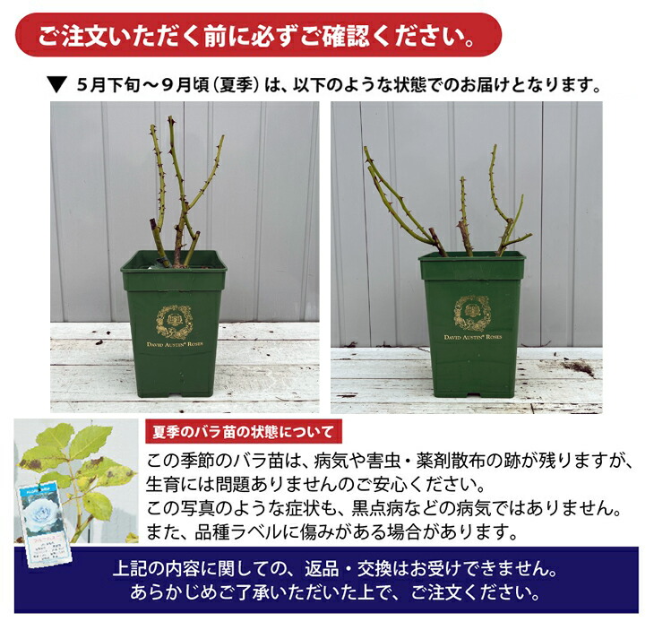 楽天市場】◇送料無料◇ バラ苗 イングリッシュローズ 【アンブリッジ