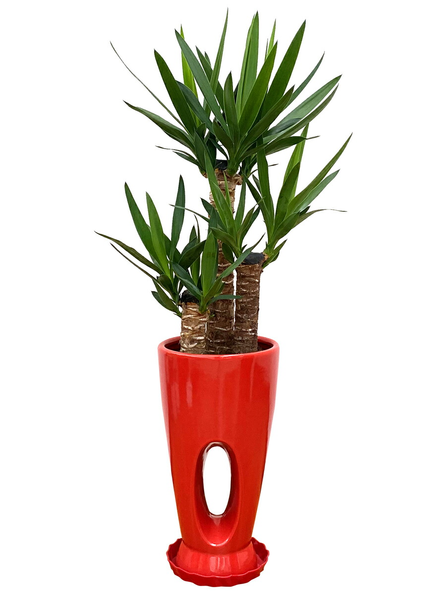 楽天市場】観葉植物 ユッカ エレファンティペス 7号鉢 高さ約80～100cm