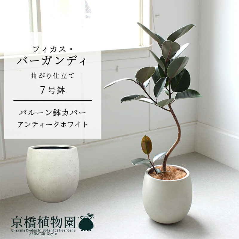 フィカス バーガンディ」の人気商品一覧 | 安い商品を通販サイトから