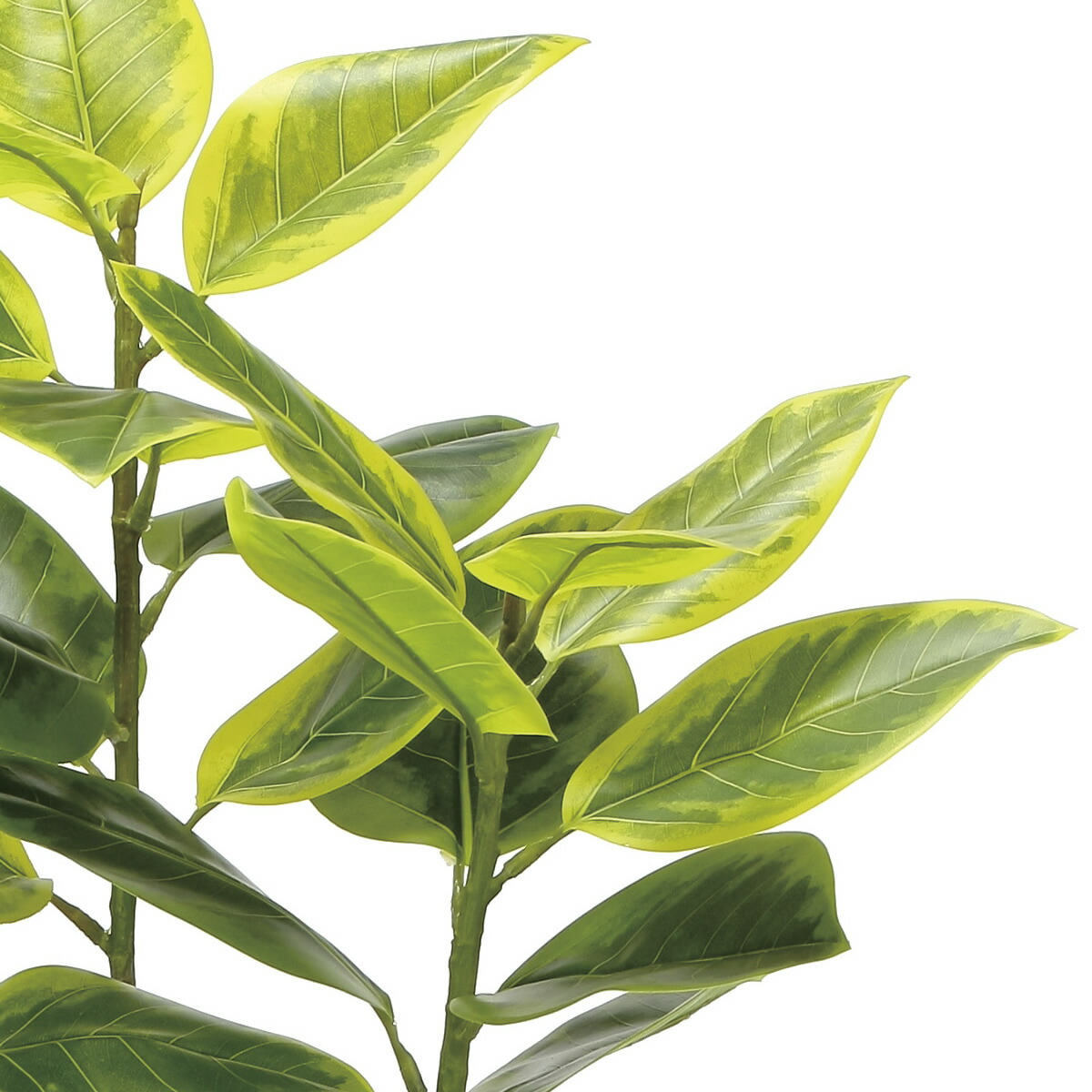 楽天市場】光触媒 光の楽園 フレッシュアルテシマ1.35m フェイク