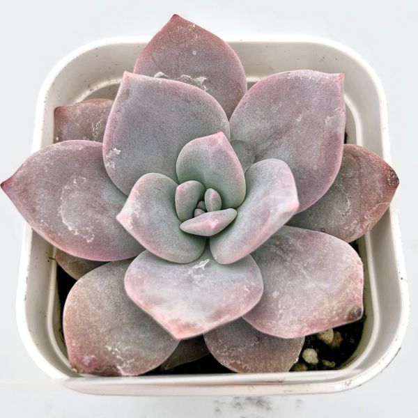 楽天市場】【当店農場生産】◎多肉植物 エケベリア ブラックティー 7.5