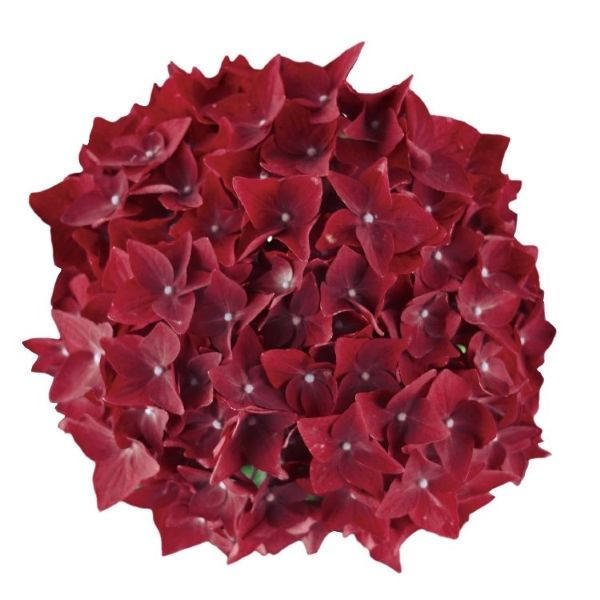 楽天市場】【当店農場生産】ハイドランジア ディープパープル ディープ