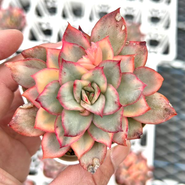 楽天市場】【当店農場生産】◎多肉植物 エケベリア アリエル錦 7.5