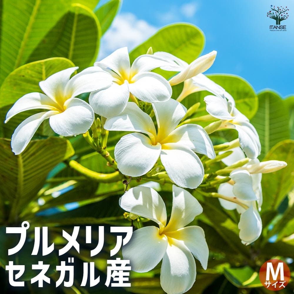 楽天市場】【マラソン☆ポイント5倍】プルメリアの苗 セネガル産 M