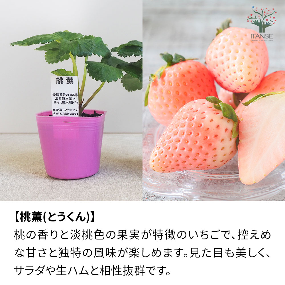 楽天市場】【送料無料】人気いちご苗 品種で選べる 3〜3.5号ポット 2個