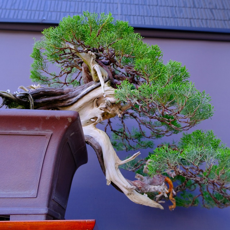 楽天市場】（株）一樹園 山採り真柏（山秋鉢） 中品盆栽／樹齢100年