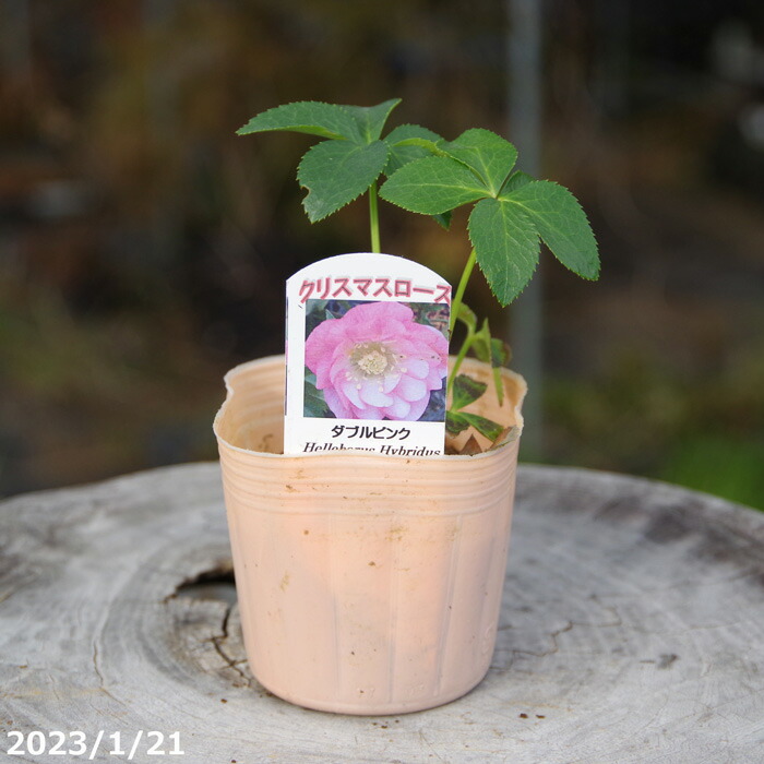 楽天市場】クリスマスローズ ダブル ピンクの通販