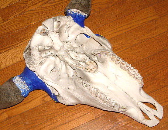 楽天市場】アメリカ直輸入 ウェスタン雑貨 本物 特大 サイズ