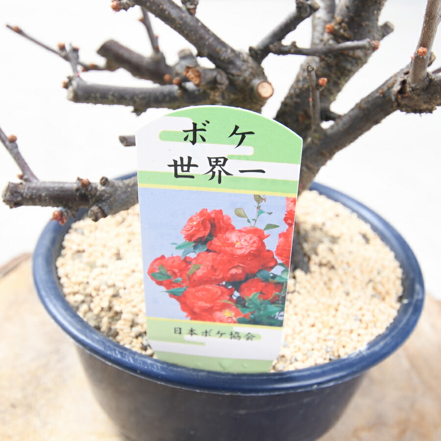 楽天市場】木瓜 ボケ 盆栽仕立て 5号鉢 長寿楽 世界一 黒潮 祝錦 落葉