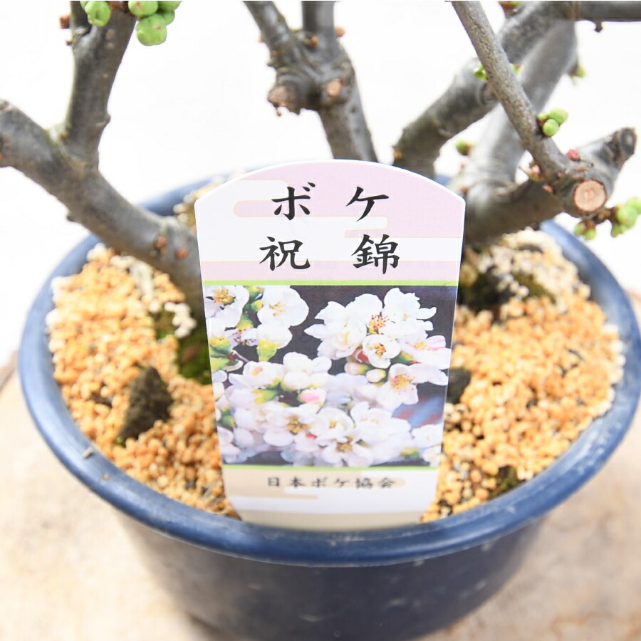 楽天市場】木瓜 ボケ 盆栽仕立て 5号鉢 長寿楽 世界一 黒潮 祝錦 落葉