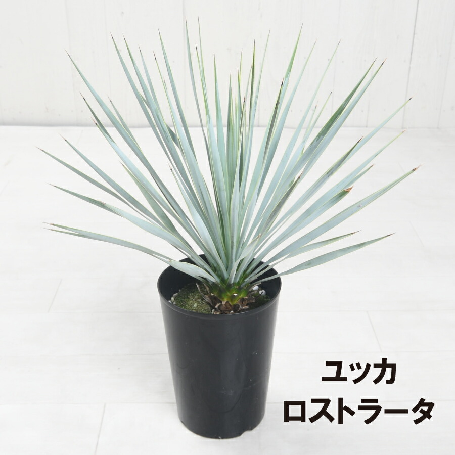 楽天市場】ユッカ ロストラータ 5号鉢 耐寒性 耐暑性 丈夫 植木 庭木