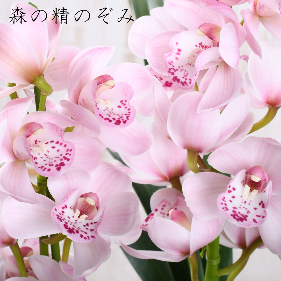 楽天市場】【セール品】 テーブル シンビジューム 4.5号 2本立ち