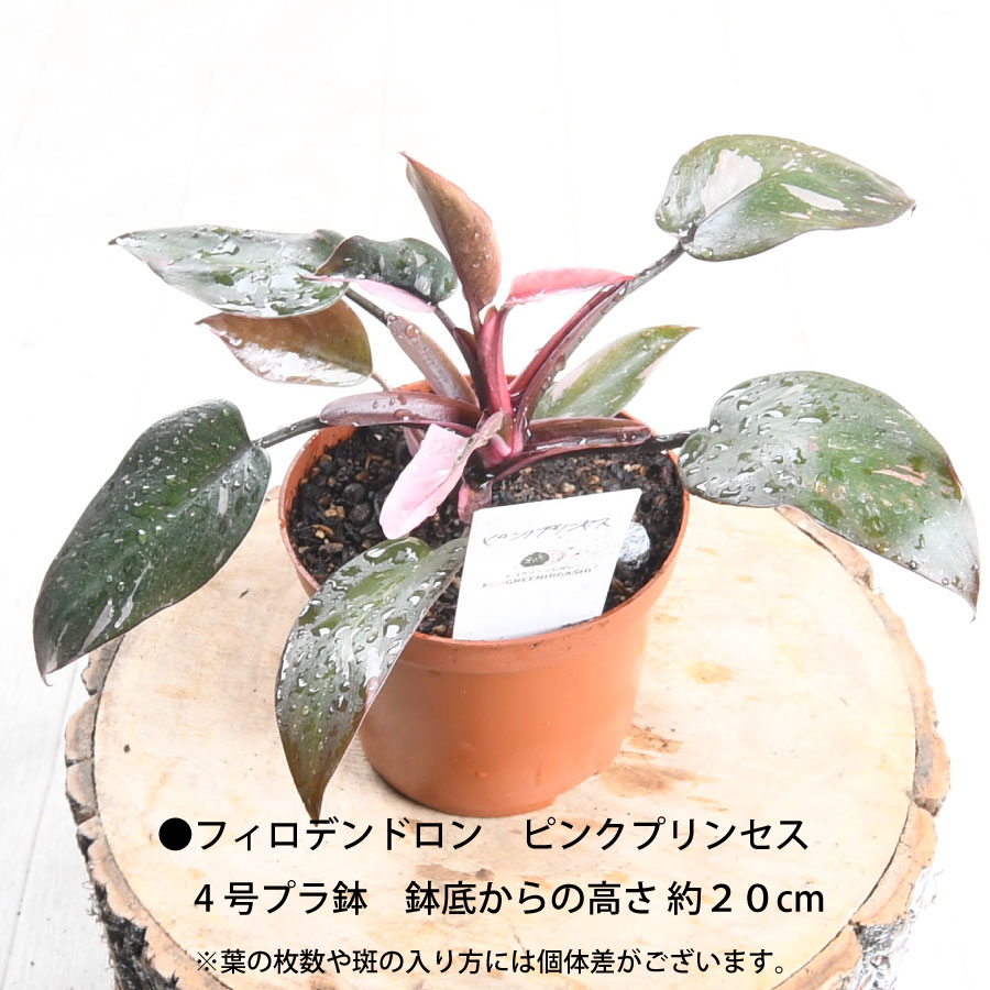 楽天市場】希少な フィロデンドロン ピンクプリンセス 4号ポット苗