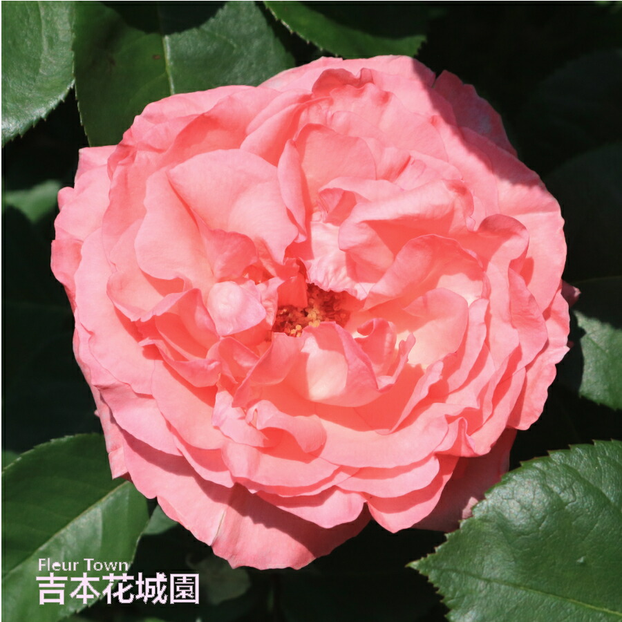 楽天市場】バラ苗 ピンクパンサー ハイブリッドティー ローズ ピンク系