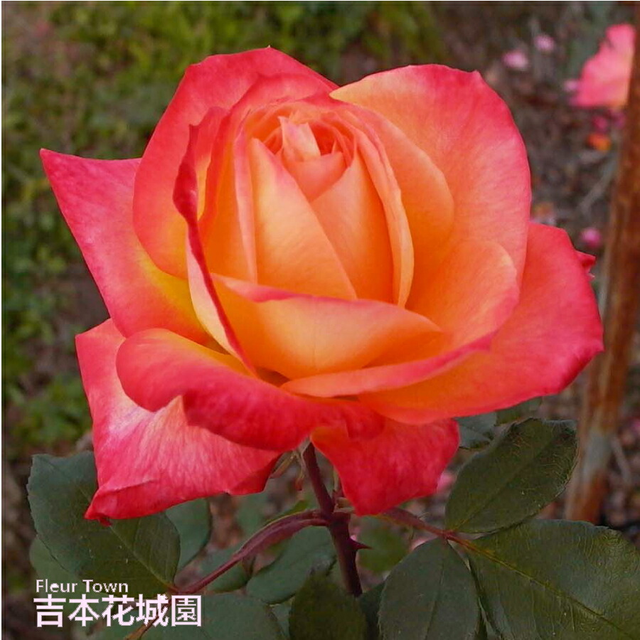 楽天市場】バラ苗 シャーコック ハイブリッドティー ローズ 橙系 2年生