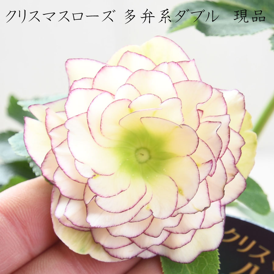 楽天市場】クリスマスローズ 多弁系ダブル 【現品販売】 選べる現品