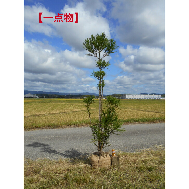 杉 盆栽」の人気商品一覧 | 安い商品を通販サイトから探す - 価格.com