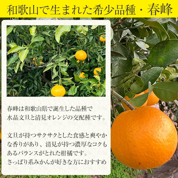 楽天市場】[収穫次第順次発送]藤田さんの春峰 訳あり 5キロ[サイズ混合