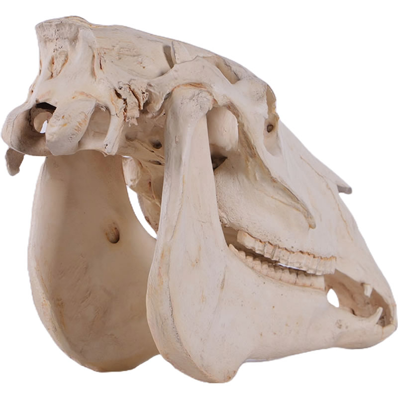 楽天市場】動物 オブジェ 馬の頭骨 壁掛け インテリア イベント