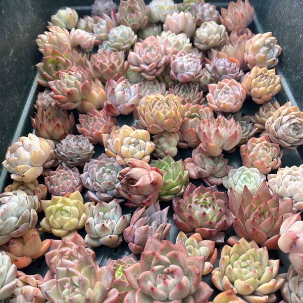 楽天市場】多肉植物 苗 韓国産 カット苗 韓国苗 寄せ植え : Lea Mala