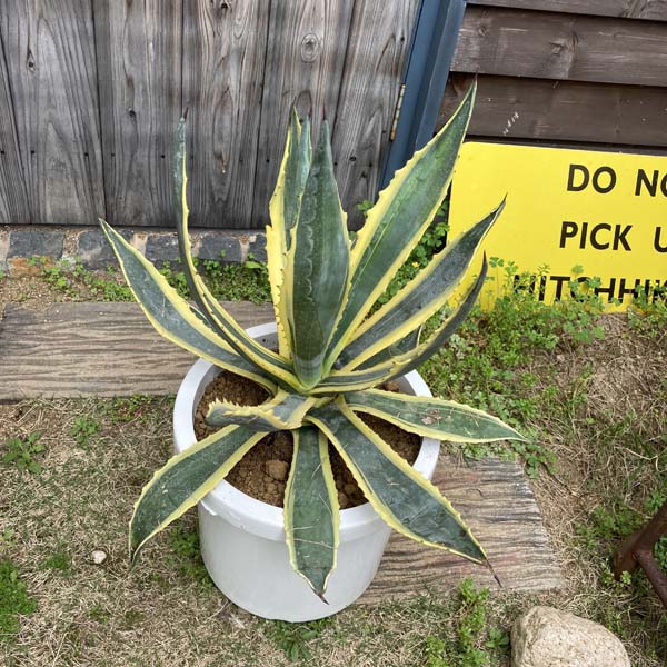 楽天市場】【送料無料】アガベ アメリカーナ 斑入り 10号 観葉植物 お
