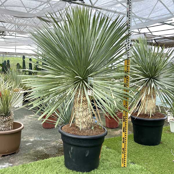 楽天市場】【送料無料】 ロストラータ ユッカ・ロストラータ ブルース