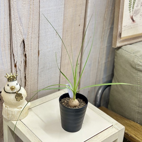 楽天市場】トックリラン（花・観葉植物｜花・ガーデン・DIY）の通販