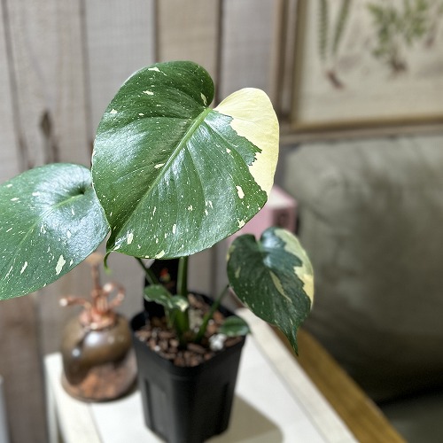 観葉植物 モンステラ 斑入り」の人気商品一覧 | 安い商品を通販サイト