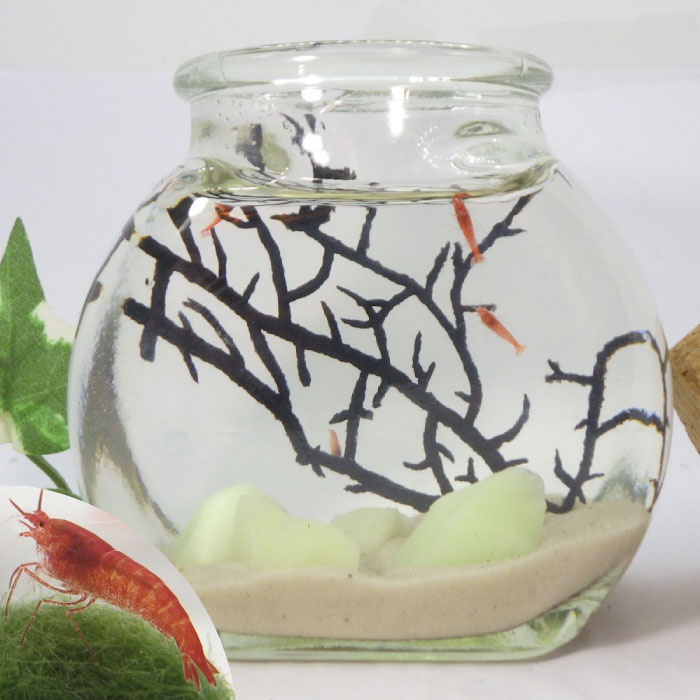 楽天市場】大瓶 光る石入りピクシーシュリンプ 熱帯魚 シュリンプ