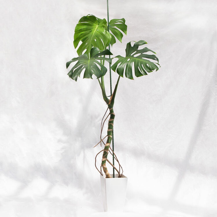 楽天市場】観葉植物 大型 モンステラ・デリシオーサ（根上がり仕立て