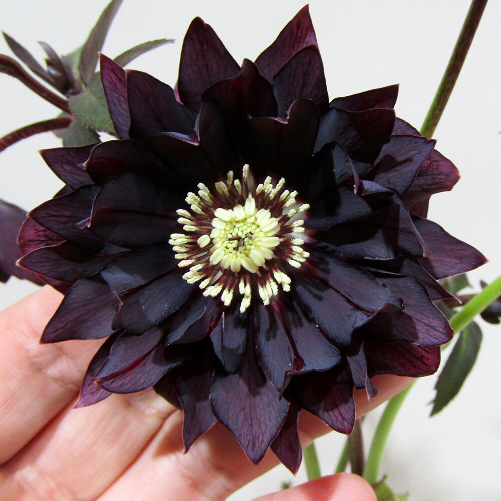 楽天市場】クリスマスローズ ダークパープルの通販