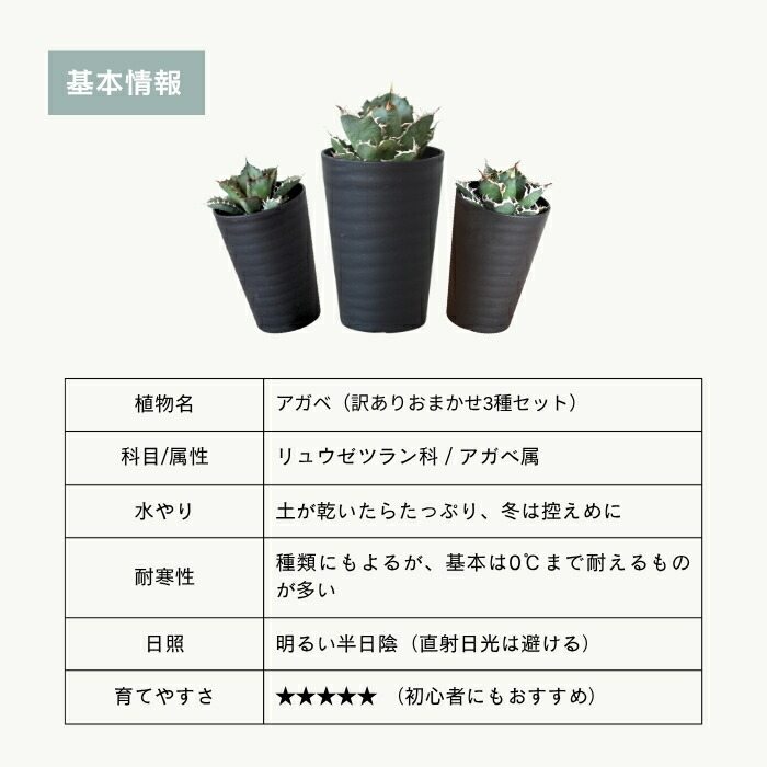 楽天市場】アガベ ガチャ 福袋 訳あり アウトレット 3種セット