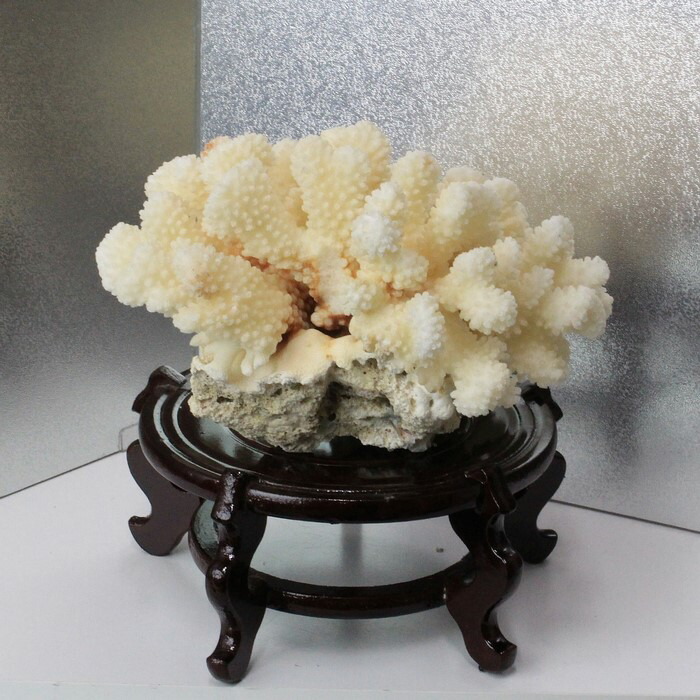 楽天市場】白珊瑚 置物｜珊瑚 fossil Coral サンゴ コーラル さんご