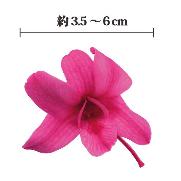 楽天市場】プリザーブドフラワー 花材 とりよせ品 デンファレ(1箱8輪