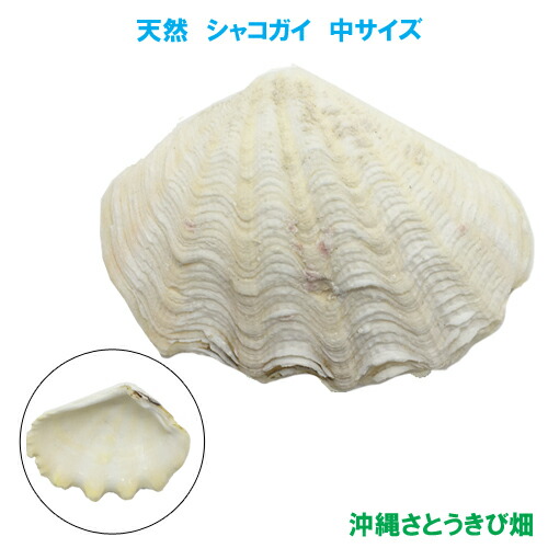 楽天市場】シャコガイの貝殻(シャコ貝) 中サイズ : 沖縄サトウキビ畑